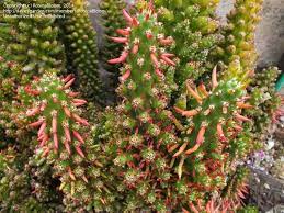 Bright light and ample airflow. Austrocylindropuntia Subulata F Monstrosa Christmas Tree Cactus Kaktus