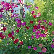 Image result for Nicotiana