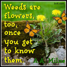 Typically it refers to a plant growing in a region where it is. Weeds Are Flowers Too Essay