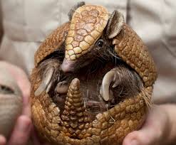 These Animals Inspire Better Body Armor For Humans