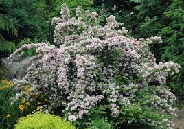 Image result for Kolkwitzia amabilis