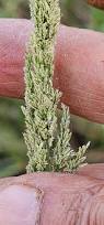 Image result for Eragrostis japonica
