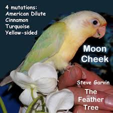 Green Cheeked Conure Mutation Colors Prediction Tables By
