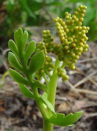 Image result for Ophioglossaceae