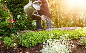 Check spelling or type a new query. Jardin Quand Arroser Ses Plantes Pendant Une Vague De Chaleur