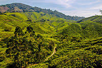 Cameron highland hotels • tanah rata • brinchang • cameron highland apartments • cameron highland homestays • cameron highland resort selamat datang ke cameron highland. Cameron Highlands Wikipedia