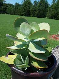 Kalanchoe Luciae Flapjack Succulents And Sunshine Succulents Planting Succulents Plants