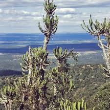 Image result for Hyparrhenia poecilotricha