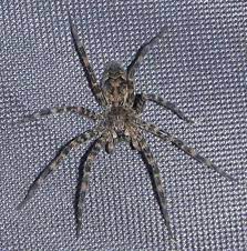 Dozens of huge fishing spiders are turning up in southeastern wisconsin, and becoming quite popular on social media. Fishing Spider What S That Bug