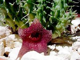 Image result for Huernia hislopii