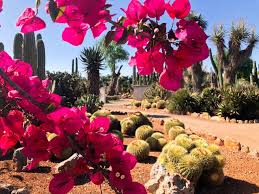 Der botanische garten in puerto de la cruz auf der kanaren insel teneriffa ist besonders interessant und beherbergt eine vielzahl an teilweise schon sehr alten und großen tropischen und subtropischen. Botanischer Garten Botanicactus Nahe Ses Salines Auf Mallorca Kaktusgarten Stockbild Bild Von Garten Mallorca 151498639