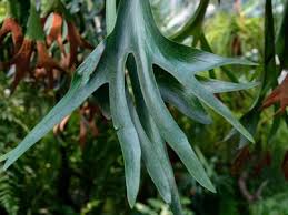 Image result for parožnatka Platycerium