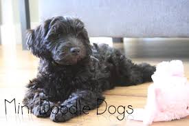 Black And White Doodle Dog For Sale Teacup Labradoodle Mini Labradoodle Puppies For Sale Black Reds Labradoodle Puppy Mini Labradoodle Puppy Labradoodle