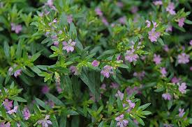 Image result for Cuphea hyssopifolia