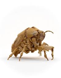 This is the exoskeleton they shed shortly after they emerge from the ground. Pin On Durmoosh