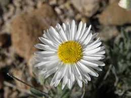 Image result for Aster chimanimaniensis