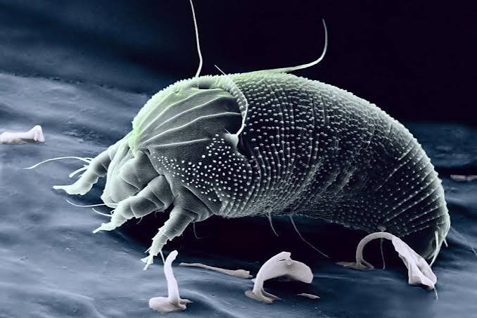 How to Get Rid of Dust Mites in Your Home (Fast & Effectively)
