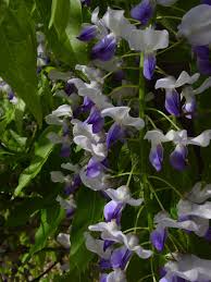 Image result for Lessertia macrostachya