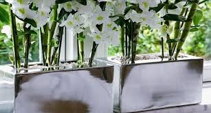 Arbusto rampicante, ha foglie molto spesse e coriacee. Piante Da Appartamento Con Fiori Piante Appartamento Piante Da Fiori In Casa