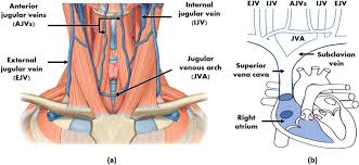 It begins as a continuation of sigmoid sinus at the the vein passes downward through the neck within the carotid sheath. Extracting The Jugular Venous Pulse From Anterior Neck Contact Photoplethysmography Scientific Reports