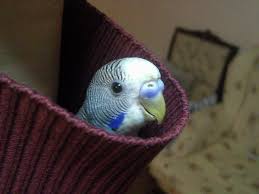 Cover Photos Casper Mavis Jr Facebook Pet Birds Budgies Funny Birds