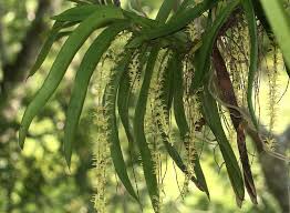 Image result for Diaphananthe sarcophylla