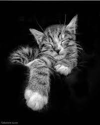 Chat En Noir Et Blanc Chat Noiretblanc Blackandwhite Photo Salvatore Tuzzo Instagram Animals Black And White Gorgeous Cats Cat Photography