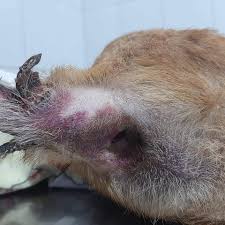 Listen to weichafe by weichafe on deezer. Fernando Ulloa Galaz On Twitter Weichafe Con Solo Seis Meses De Vida Y Tras Dias Internado En El Hospital Veterinario De Limari Fallecio Weichafe Un Perrito Victima De Zoofilia En Arica El