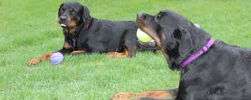 Adopt a rescue dog through petcurious. Southern States Rescued Rottweilers