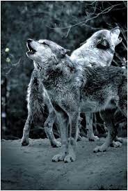 The Unwavering Loyalty of Wolves: A Lesson in Love, Grief, and ...