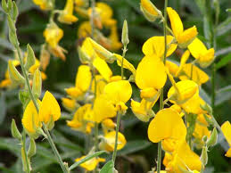 Image result for Crotalaria quarrei