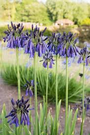 Image result for Agapanthus inapertus