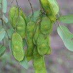 Image result for Pericopsis