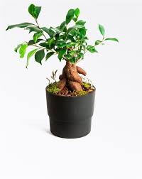 Tek bir taraftan ışık alıyorsa bir kaç haftada bir yönünü değiştirmeyi de ihmal etmeyin Ficus Bonsai Bakimi Yasam Kosullari Ve Fiyati Ficus Bonsai Satin Al