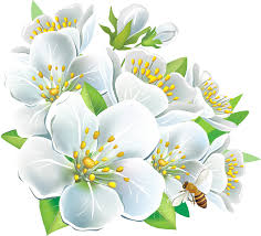 Large White Flowers Png Clipart Png 1250 1133 Flower Clipart White Flower Png Digital Flowers Kahve cafe restaurant kahve cafe restaurant hint rezervasyonu uefa şampiyonlar ligi, sampaguita, oyun, kafe, diğerleri png. flower clipart white flower png