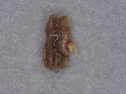 Image result for Indigofera dendroides