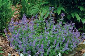 Check spelling or type a new query. The Best Plants For Sunny Borders Finegardening