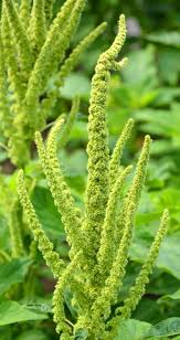 Image result for Amaranthus