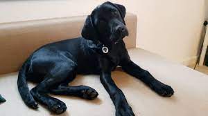 This dizzy, whizzy labracock is 3 year old chaz. When Your Pandemic Puppy Doesn T Work Out Bbc News