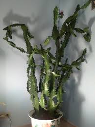 If possible, keep your christmas cactus in a room with more humidity, such as your bathroom or kitchen. Identifying A Christmas Cactus Thriftyfun