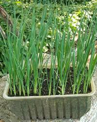 The plants take up very little space. Leeks Growing Leeks For A Delicious Addition To The Garden And Kitchen Gardens For Cheap Kates