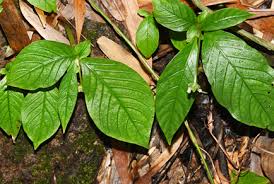 Image result for Rubiaceae