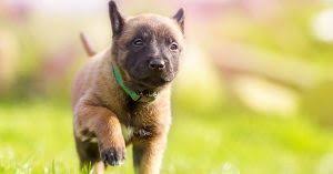 So let her know you believe in her promises and show her how precious she is to you by giving her this big female dog name. Dog Names Meaning Protector