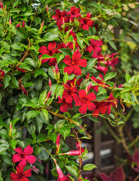 In many respects, the vinca minor vine resembles a vine that crawls along the ground. Flowering Vines That Will Stop You In Your Tracks Better Homes Gardens