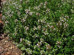 Dans cet article, vous allez découvrir l'entretien et la protection à apporter par contre l'arrosage des bambous en pot reste important, puisqu'ils ont moins de réserve en eau dans le pot et peuvent être placés dans des. L Arrosage Des Aromatiques Quantite D Eau Selon Les Plantes