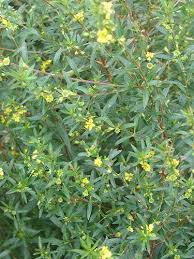 Image result for Heimia salicifolia