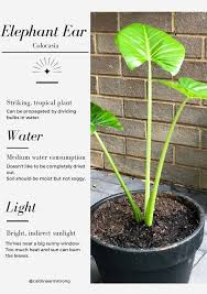 Tall/outdoor elephant ear plant artificial indoor/ outdoor decorative faux in fiberstone pot: Elephant Ear Care Guide Strong To The Core