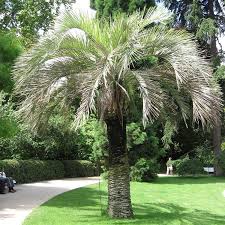 Butia capitata sometimes may become butia decapitata on very cold winters if the cold persists (usually actually butia odorata, and the real butia capitata is a shorter, rarer plant, extremely. Jelly Palm Pindo Palm Butia Capata 4 Tree Seeds Striking Edible Fruit Amazon De Garten