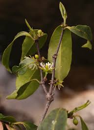 Image result for Cassipourea mollis