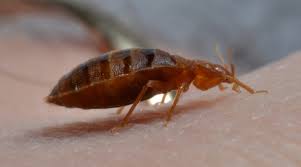 We are offering quality bedbug control in vancouver. Bed Bug Service Green Valley Pest Control Lawn Care
